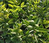 LİME MİSKET LİMON FİDANI 5 ADET - Limequat