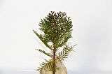 NİKAH ÇAMI 100 ADET - ÖZEL GÜN FİDANI (Thuja Orientalis)