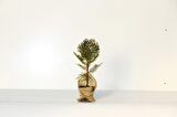 NİKAH ÇAMI 100 ADET - ÖZEL GÜN FİDANI (Thuja Orientalis)