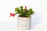 YILBAŞI ÇİÇEĞİ - HEDİYELİK STONE SERİSİ Schlumbergera