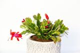 YILBAŞI ÇİÇEĞİ - HEDİYELİK STONE SERİSİ Schlumbergera