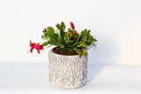 YILBAŞI ÇİÇEĞİ - HEDİYELİK STONE SERİSİ Schlumbergera