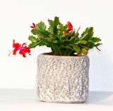 YILBAŞI ÇİÇEĞİ - HEDİYELİK STONE SERİSİ Schlumbergera