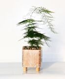 TÜL KUŞKONMAZ ASPARAGUS - HEDİYELİK BRONZ SAKSIDA