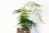 TÜL KUŞKONMAZ ASPARAGUS 2 ADET - HEDİYELİK BRONZ SAKSIDA