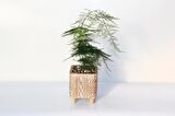TÜL KUŞKONMAZ ASPARAGUS 2 ADET - HEDİYELİK BRONZ SAKSIDA