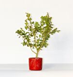 BONSAİ BUXUS 3 ADET - HEDİYELİK BONSAİ (Kırmızı Saksı)