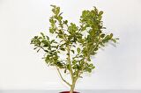 BONSAİ BUXUS 3 ADET - HEDİYELİK BONSAİ (Kırmızı Saksı)