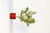 BONSAİ BUXUS 3 ADET - HEDİYELİK BONSAİ (Kırmızı Saksı)