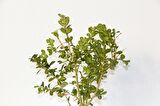 BONSAİ BUXUS 2 ADET - HEDİYELİK BONSAİ (Orange Saksı)
