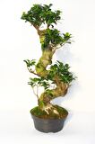 BONSAİ FİCUS GİNSENG 10 YAŞINDA - S FORM 60 CM