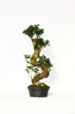 BONSAİ FİCUS GİNSENG 10 YAŞINDA - S FORM 60 CM