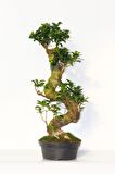 BONSAİ FİCUS GİNSENG 10 YAŞINDA - S FORM 60 CM