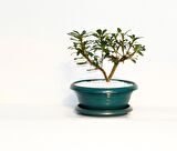 BONSAİ PİTOSPORUM YILDIZ ÇALISI - 7 YAŞINDA (Yeşil Saksı)