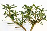 BONSAİ PİTOSPORUM YILDIZ ÇALISI - 7 YAŞINDA (Kiremit Saksı)