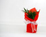 AREKA PALMİYESİ - Sevgililer Günü ve Özel Gün Hediyesi