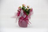 PEMBE KALANŞÖ ÇİÇEĞİ - SEVGİLİLER GÜNÜ ve ÖZEL GÜN HEDİYESİ