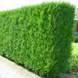 YEŞİL MAZI FİDANI 5 ADET -  ÇİT BİTKİSİ ( Thuja Orientalis )