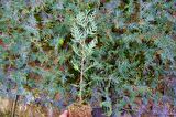 YEŞİL MAZI FİDANI 5 ADET -  ÇİT BİTKİSİ ( Thuja Orientalis )