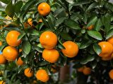 MANDALİNA FİDANI (Satsuma) - 3 YAŞ AŞILI ve TÜPLÜ 100-150 cm
