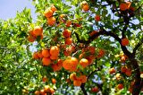 MANDALİNA FİDANI (Satsuma) 3 ADET - 3 YAŞ AŞILI ve TÜPLÜ 100-150 cm