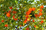 MANDALİNA FİDANI (Satsuma) 3 ADET - 3 YAŞ AŞILI ve TÜPLÜ 100-150 cm
