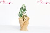 NİKAH ÇAMI 20 ADET - ÖZEL GÜN FİDANI (Mazı-Thuja Orientalis)