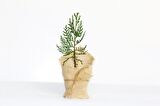 NİKAH ÇAMI 20 ADET - ÖZEL GÜN FİDANI (Mazı-Thuja Orientalis)
