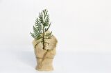 NİKAH ÇAMI 20 ADET - ÖZEL GÜN FİDANI (Mazı-Thuja Orientalis)