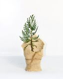 NİKAH ÇAMI 20 ADET - ÖZEL GÜN FİDANI (Mazı-Thuja Orientalis)