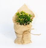 NİKAH FİDANI 50 ADET - ÖZEL GÜN FİDANI (Taflan - Microphyllus Aurea)