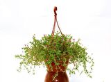ASKILI ÇİÇEK SAKSISI 20 ADET 18 CM - MAKROME SAKSI (Kiremit Renk)