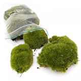 KAYA YOSUNU MOSS 500 cm²  - TERARYUM ZEMİNİ CANLI YOSUN