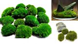 KAYA YOSUNU MOSS 2000 cm²  - TERARYUM ZEMİNİ CANLI YOSUN