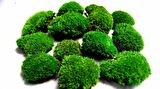 KAYA YOSUNU MOSS 2000 cm²  - TERARYUM ZEMİNİ CANLI YOSUN