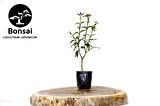 BONSAİ LİGUSTRUM JAPONİCUM - HEDİYELİK 25-30 cm