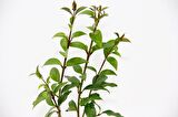 BONSAİ LİGUSTRUM JAPONİCUM - HEDİYELİK 25-30 cm