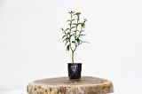BONSAİ LİGUSTRUM JAPONİCUM - HEDİYELİK 25-30 cm