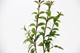 BONSAİ LİGUSTRUM JAPONİCUM - HEDİYELİK 25-30 cm