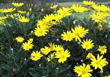 10 ADET SARI PAPATYA EURYOPS- ÇOK YILLIK DIŞ MEKAN ÇİÇEĞİ