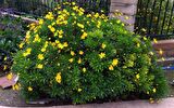 SARI PAPATYA EURYOPS 3 ADET - ÇOK YILLIK DIŞ MEKAN ÇİÇEĞİ