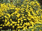SARI PAPATYA EURYOPS 3 ADET - ÇOK YILLIK DIŞ MEKAN ÇİÇEĞİ