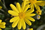 SARI PAPATYA EURYOPS 3 ADET - ÇOK YILLIK DIŞ MEKAN ÇİÇEĞİ
