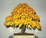 NORVEÇ AKÇAAĞAÇ TOHUMU 40 ADET ( BONSAİ TÜRÜ )