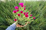 İZMİR GÜZELİ 3 ADET - PEMBE ÇİÇEKLİ ve ÇOK YILLIK BİTKİ (Saksıda)