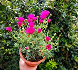 İZMİR GÜZELİ 3 ADET - PEMBE ÇİÇEKLİ ve ÇOK YILLIK BİTKİ (Saksıda)