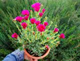 İZMİR GÜZELİ 5 ADET - PEMBE ÇİÇEKLİ ve ÇOK YILLIK BİTKİ (Saksıda)