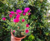 İZMİR GÜZELİ 5 ADET - PEMBE ÇİÇEKLİ ve ÇOK YILLIK BİTKİ (Saksıda)