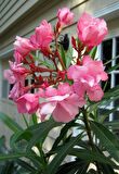 ZAKKUM ÇİÇEĞİ 10 ADET - Nerium Oleander Dış Mekan Çiçeği