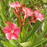 ZAKKUM ÇİÇEĞİ 10 ADET - Nerium Oleander Dış Mekan Çiçeği